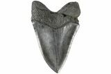 Massive, Fossil Megalodon Tooth - Foot Shark! #183612-1